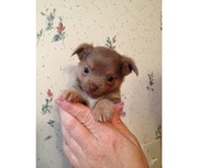 Purebred Chihuahua Puppies for sale